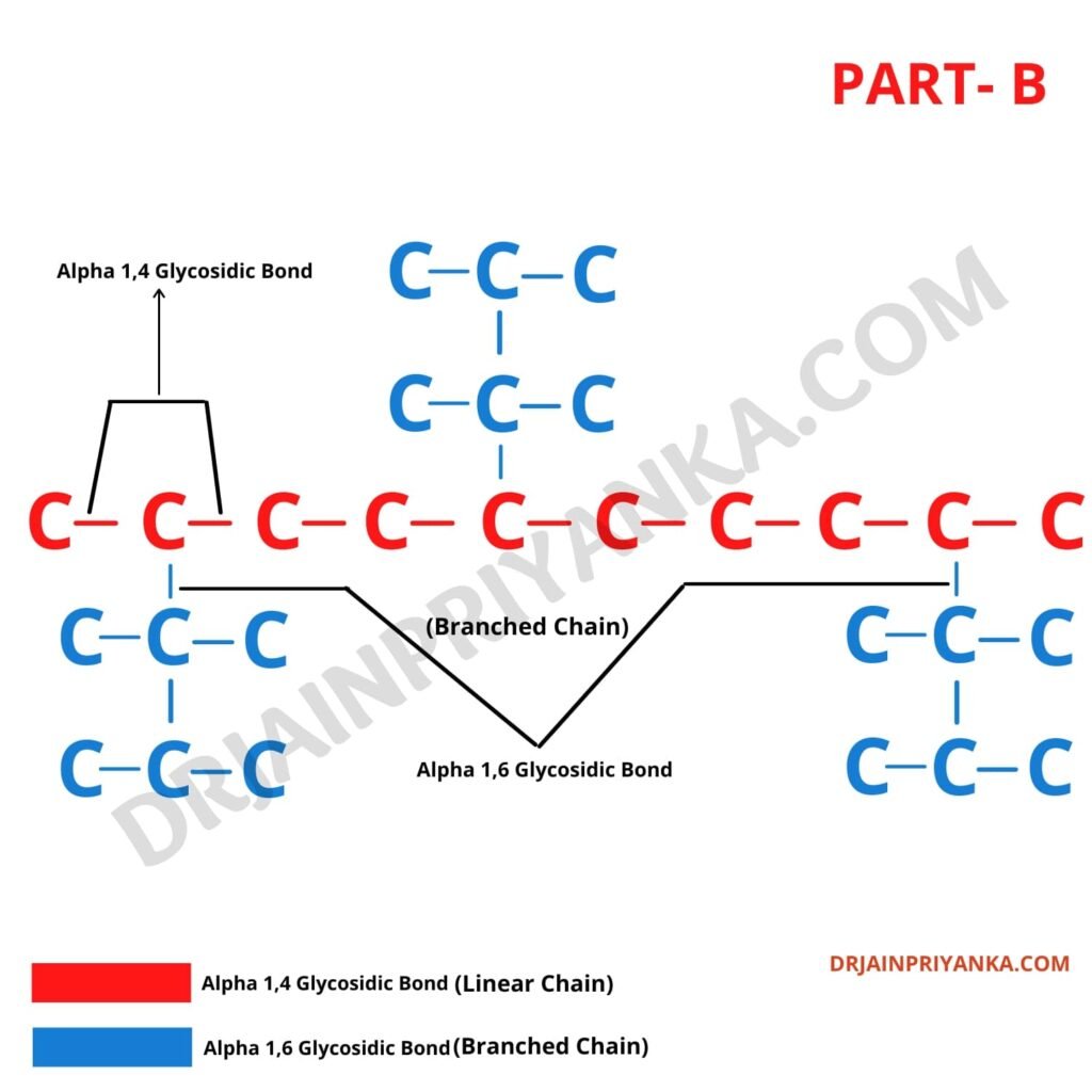 Amylopechtin Structure Starch Types of Starch Structure of Starch Structure of Amylopectin 1