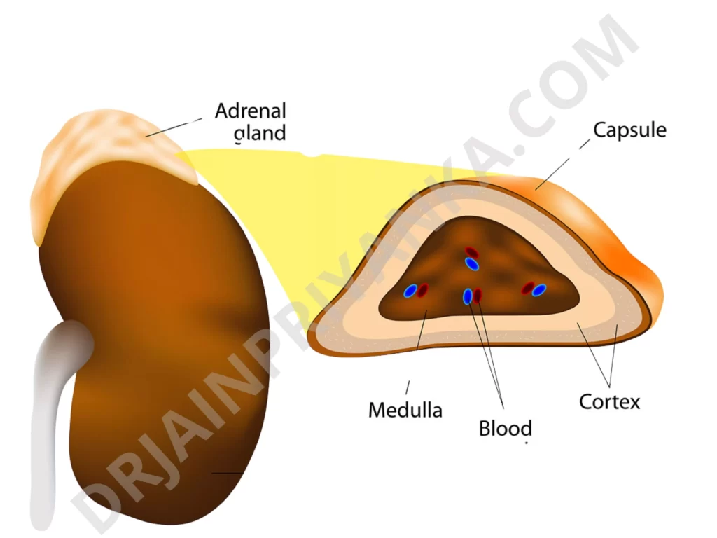 stanozolol, primobolan, stanazolol, Dianabol side effects, Steroids & Bodybuilding-Best Steroids For Muscle Growth-Anavar